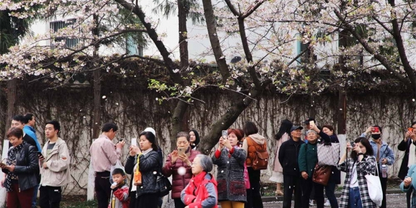南京鸡鸣寺樱花进入最后观赏期-图5