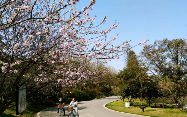 湖南衡阳：风和日丽 游玩赏花春光美-图1