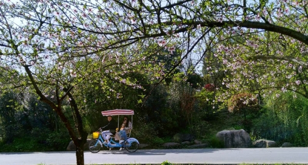 湖南衡阳：风和日丽 游玩赏花春光美-图7