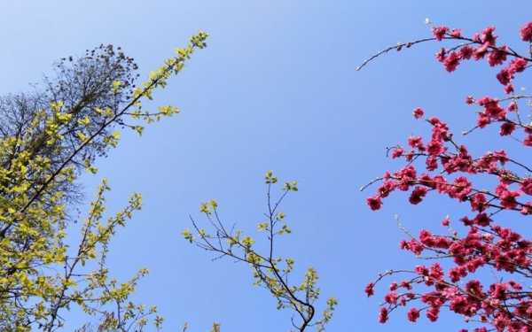 湖南衡阳：风和日丽 游玩赏花春光美-图8