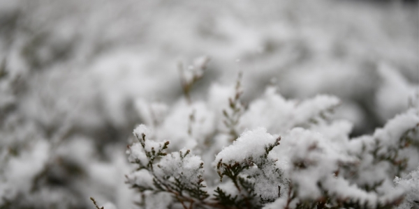 河北张家口：塞外山城迎春雪 分外妖娆别样春-图4