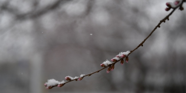 河北张家口：塞外山城迎春雪 分外妖娆别样春-图7