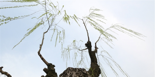 武汉垂柳抽新枝 满湖流动起绿的光彩-图4