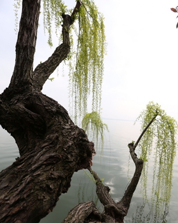 武汉垂柳抽新枝 满湖流动起绿的光彩-图8