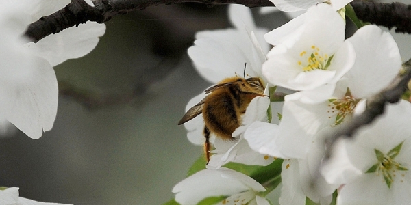 贵阳樱花争奇斗艳 黄蜂“独占花魁” 享美味-图2