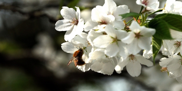 贵阳樱花争奇斗艳 黄蜂“独占花魁” 享美味-图1