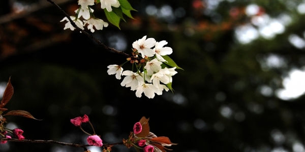 贵阳樱花争奇斗艳 黄蜂“独占花魁” 享美味-图4