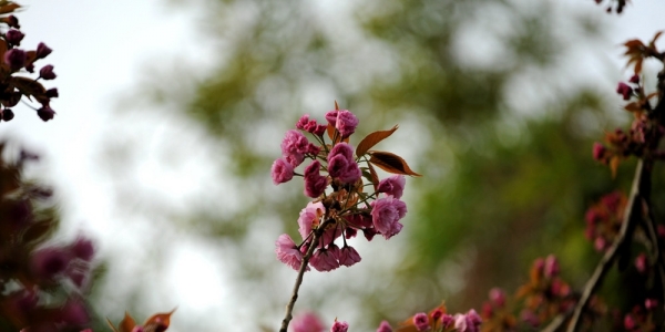 贵阳樱花争奇斗艳 黄蜂“独占花魁” 享美味-图6