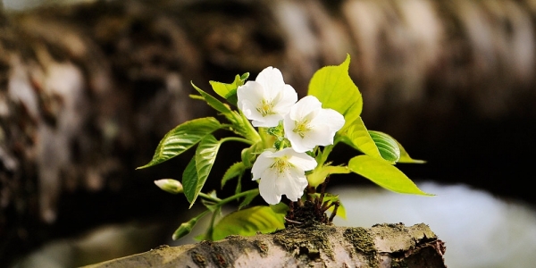 贵阳樱花争奇斗艳 黄蜂“独占花魁” 享美味-图5
