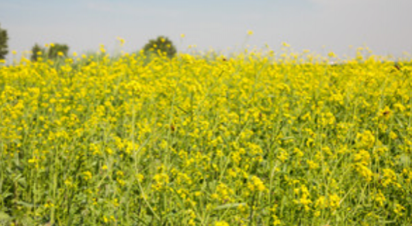 2019仙居油菜花节在哪里 2019仙居油菜花节时间地址门票