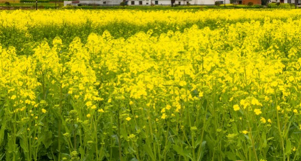 2019汉中油菜花节起止时间 汉中油菜花节2019时间门票路线攻略