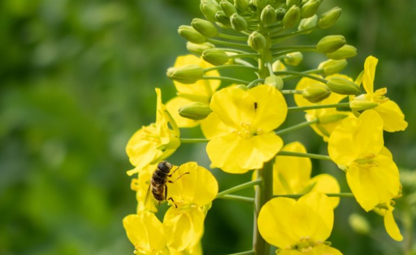 2019汉中油菜花节起止时间 汉中油菜花节2019时间门票路线攻略