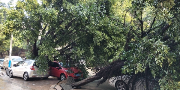 广西柳州隆林遭遇大风 大树倾倒砸坏汽车-图2