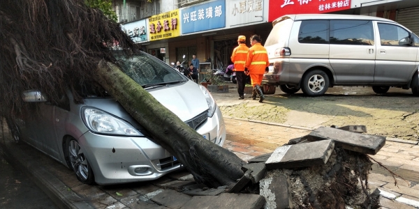 广西柳州隆林遭遇大风 大树倾倒砸坏汽车-图1