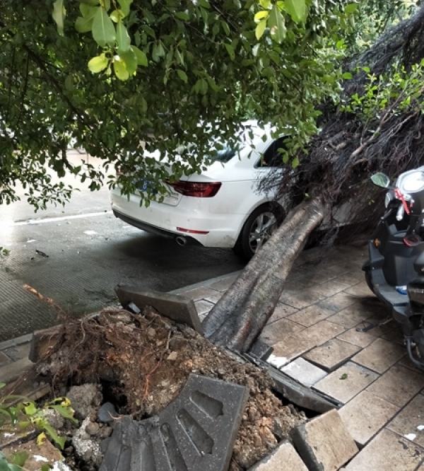 广西柳州隆林遭遇大风 大树倾倒砸坏汽车-图4