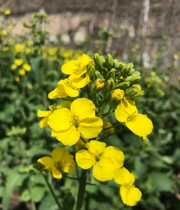 甘肃舟曲油菜花初放 四月初将迎盛花期-图4