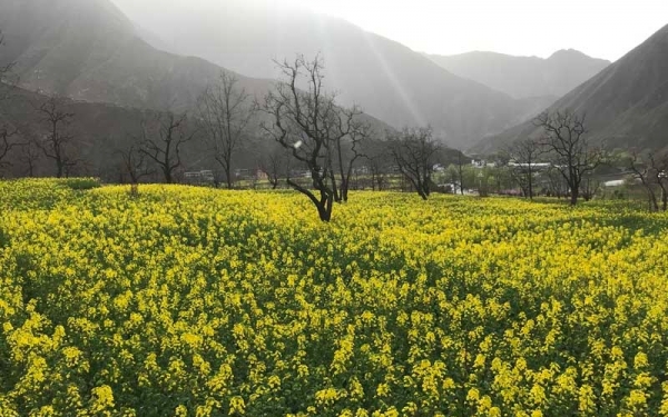 甘肃舟曲油菜花初放 四月初将迎盛花期-图6