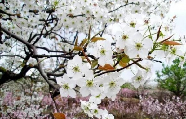 重庆2019清明节天气预报 清明节去重庆穿什么
