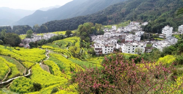 航拍江西婺源油菜花梯田  醉美花海层层叠叠-图2