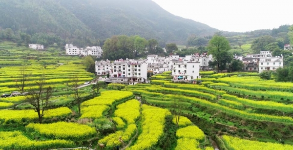 航拍江西婺源油菜花梯田  醉美花海层层叠叠-图5