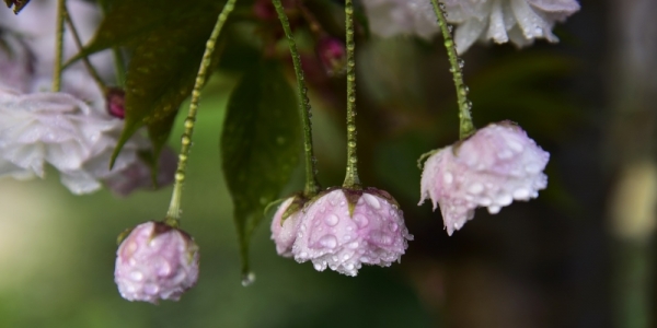四川细雨绵绵润泽万物 团花含水显娇羞-图1