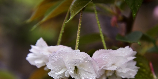 四川细雨绵绵润泽万物 团花含水显娇羞-图5