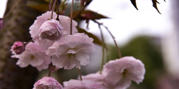 四川细雨绵绵润泽万物 团花含水显娇羞-图6