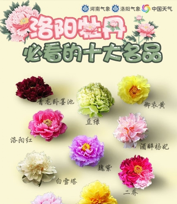 四月花开！2019洛阳牡丹花期预报出炉 今年花期整体延长