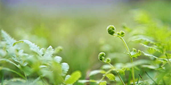 春满四月 贵州黎平草木葱茏-图1