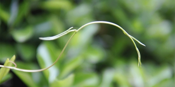 春满四月 贵州黎平草木葱茏-图2