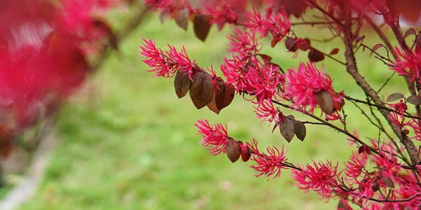 春满四月 贵州黎平草木葱茏-图4