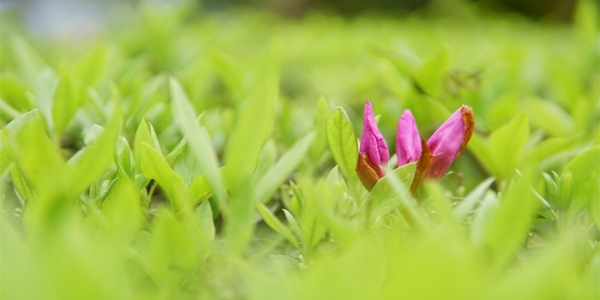 春满四月 贵州黎平草木葱茏-图5