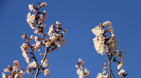 山东威海：樱桃花开娇艳欲滴-图2