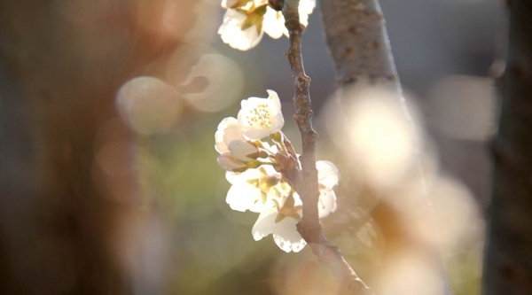 山东威海：樱桃花开娇艳欲滴-图5