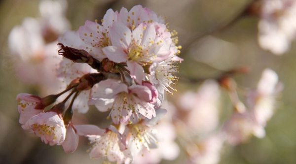 山东威海：樱桃花开娇艳欲滴-图7