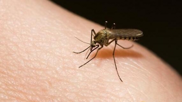 美国科学家：气候变导致蚊虫感染疾病增长迅速