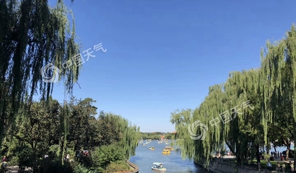 警报！2019杨柳絮预警地图出炉 看看你家啥时候飘？