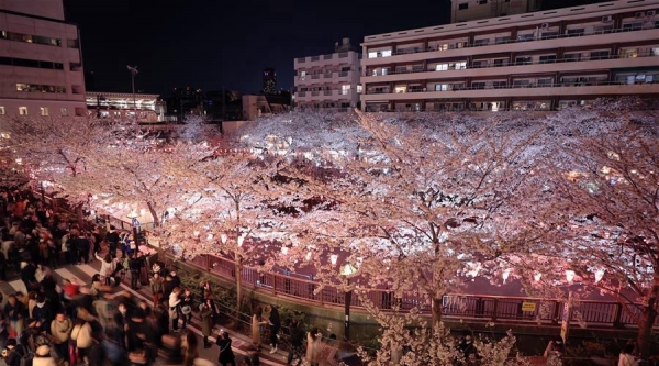 绝美赏樱地！东京目黑川两岸樱花盛开-图4