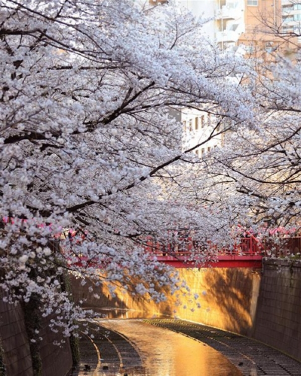绝美赏樱地！东京目黑川两岸樱花盛开-图5
