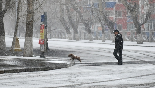 重回冬季！内蒙古呼伦贝尔迎春雪-图1