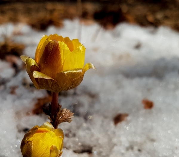 清明时节哈尔滨冰凌花雪中盛开-图1
