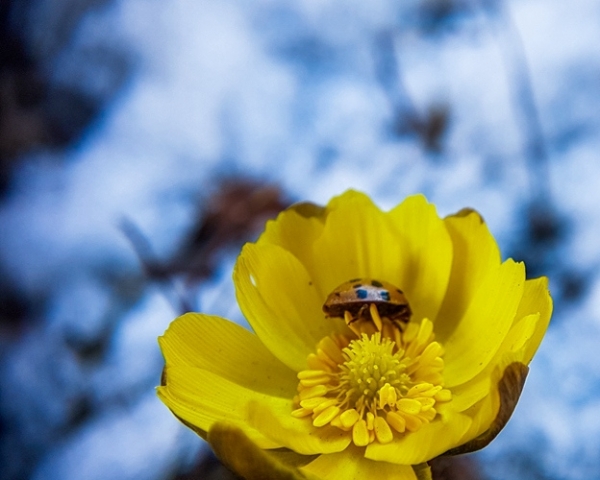 清明时节哈尔滨冰凌花雪中盛开-图2