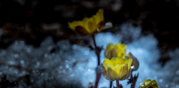 清明时节哈尔滨冰凌花雪中盛开-图4