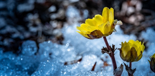 清明时节哈尔滨冰凌花雪中盛开-图5