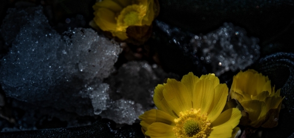 清明时节哈尔滨冰凌花雪中盛开-图7