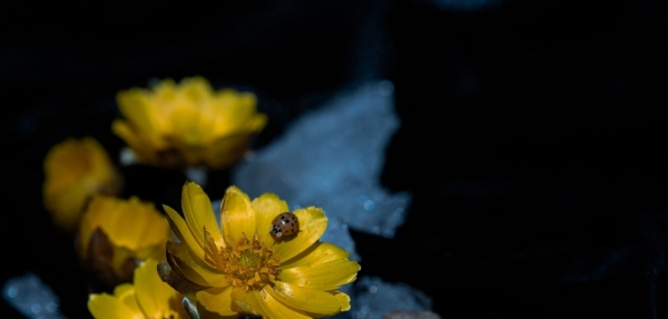 清明时节哈尔滨冰凌花雪中盛开-图6