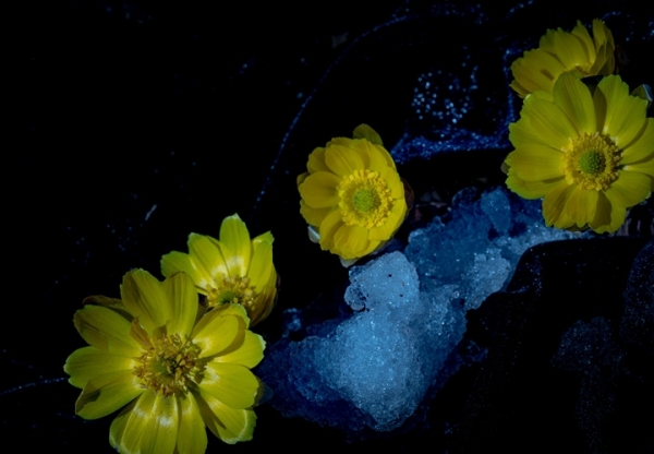 清明时节哈尔滨冰凌花雪中盛开-图8