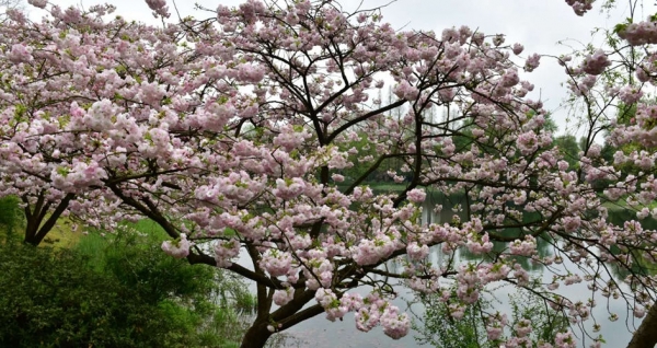 浙江杭州茅家埠姹紫嫣红-图5