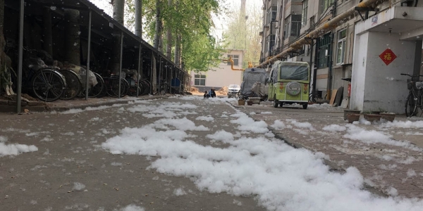 杨絮漫天 河北石家庄四月“飞雪”惹人烦-图2