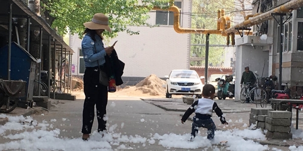 杨絮漫天 河北石家庄四月“飞雪”惹人烦-图5